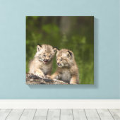 Toile Deux Chatons Lynx (Lynx Canadensis) du Canada (Insitu (Plancher de Bois))