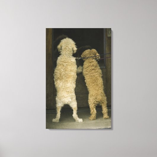 Toile Deux chiens regardant par la fenêtre de la porte,  (Recto)