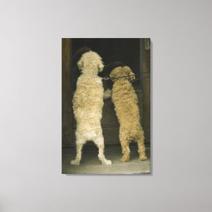 Toile Deux chiens regardant par la fenêtre de la porte, 
