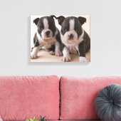 Toile Deux Chiots de Boston Terrier (Insitu(Salon))