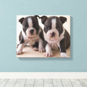 Toile Deux Chiots de Boston Terrier (Insitu (Plancher de Bois))