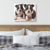 Toile Deux Chiots de Boston Terrier (Insitu(Chambre))