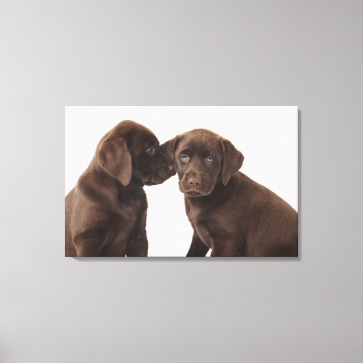 Toile Deux chiots Labrador Retriever Puppies au chocolat (Recto)