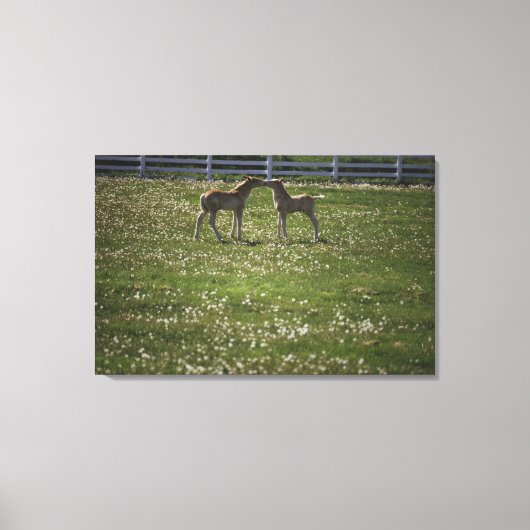 Toile Deux colts sur le terrain (Recto)