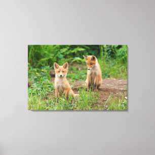 Toile Deux jeunes renards roux dans la nature