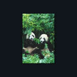 Toile Deux pandas mangeant du bambou ensemble, Wolong<br><div class="desc">DROIT D'AUTEUR Keren Su / DanitaDelimont.com | AS07 KSU111.jpg | Deux pandas mangeant du bambou ensemble, Wolong, Sichuan, Chine</div>