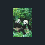 Toile Deux pandas mangeant du bambou ensemble, Wolong<br><div class="desc">DROIT D'AUTEUR Keren Su / DanitaDelimont.com | AS07 KSU111.jpg | Deux pandas mangeant du bambou ensemble,  Wolong,  Sichuan,  Chine</div>