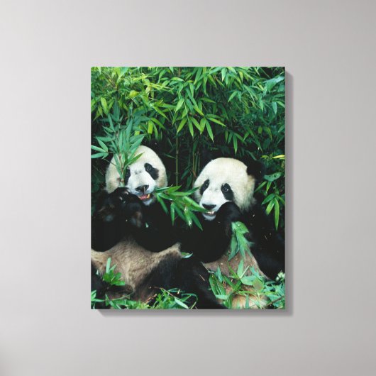 Toile Deux pandas mangeant du bambou ensemble, Wolong (Recto)