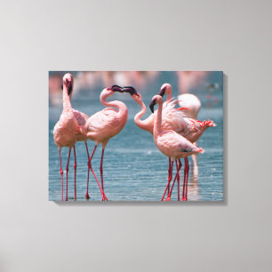 Toile Deux petits flamants nains mâles (Phoenicopterus M