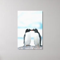 Deux pingouins touchant des becs