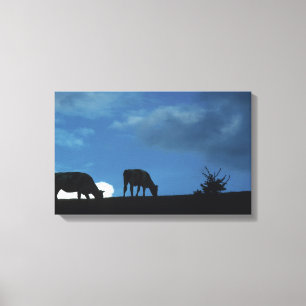 Toile Deux vaches en silhouette frôlant sur le flanc de