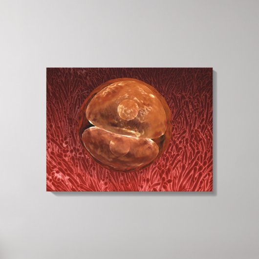 Toile Développement de Zygote : 24-36 Heures (Recto)