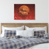 Toile Développement de Zygote : 24-36 Heures (Insitu(Chambre))