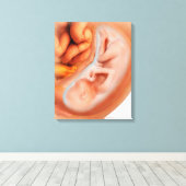 Toile Développement Du Foetus À 36 Semaines (Insitu (Plancher de Bois))
