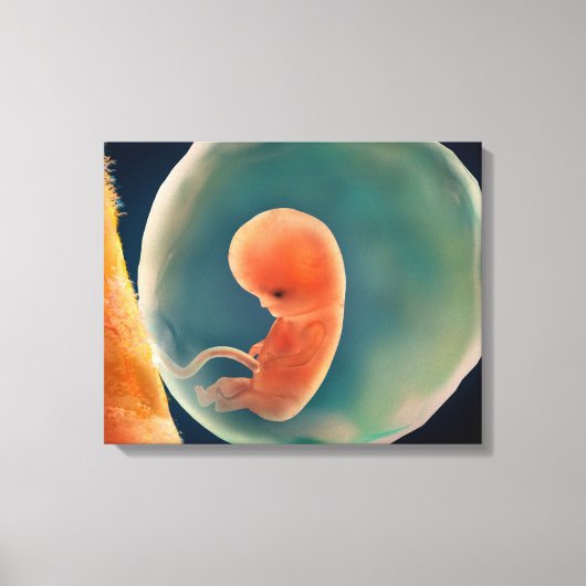 Toile Développement Du Foetus À 9 Semaines (Recto)