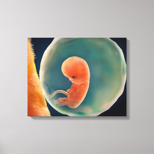 Toile Développement Du Foetus À 9 Semaines (Recto)