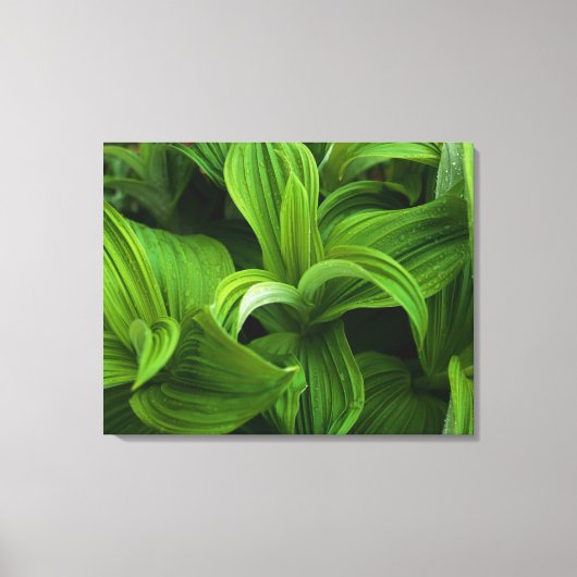 Toile Dewdrops sur une fausse Helabore (Recto)