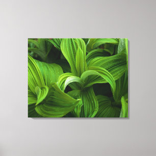 Toile Dewdrops sur une fausse Helabore