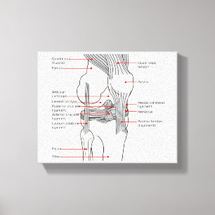 Toile Diagramme anatomique de l'articulation du genou dr
