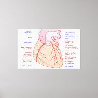 Diagramme de circulation des artères coronaires Co