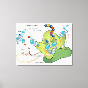 Toile Diagramme de l'ARNm des molécules d'ARNt des ribos