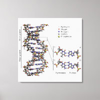 Diagramme des bases de l'acide désoxyribonucléique