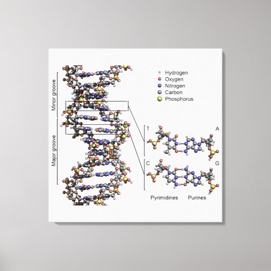 Toile Diagramme des bases de l'acide désoxyribonucléique (Recto)
