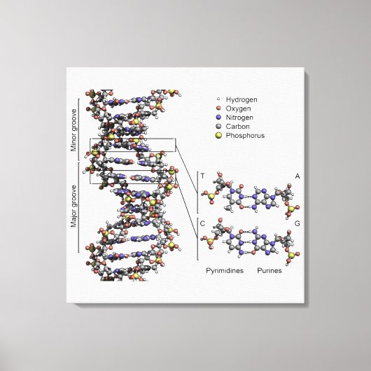 Toile Diagramme des bases de l'acide désoxyribonucléique (Recto)