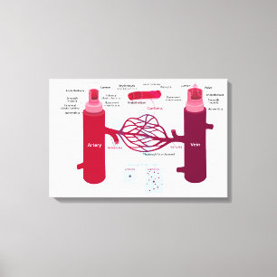 Toile Diagramme des vaisseaux sanguins Artères Veines Ca