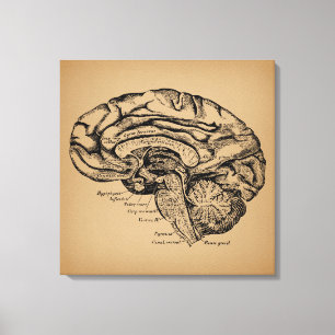 Toile Diagramme du cerveau Vintage Antique Art Anatomiqu