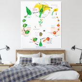 Toile Diagramme du cycle de vie de l'angiosperme Plante  (Insitu(Chambre))