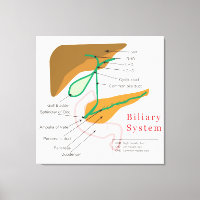 Diagramme du système binaire Diagramme de bille