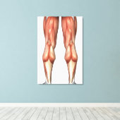 Toile Diagramme illustrant les groupes de muscles de la (Insitu (Plancher de Bois))