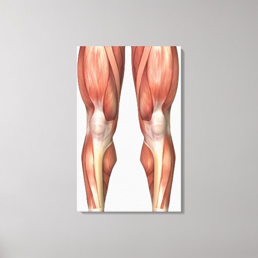 Toile Diagramme Illustrant Les Groupes Musculaires Sur L (Recto)