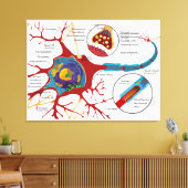 Toile Diagramme Neurone complet Cellule nerveuse Système (Insitu(Salon))