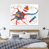 Toile Diagramme Neurone complet Cellule nerveuse Système (Insitu(Chambre))