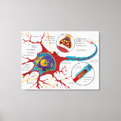 Toile Diagramme Neurone complet Cellule nerveuse Système (Recto)