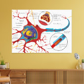 Toile Diagramme Neurone complet Cellule nerveuse Système (Insitu(Salon))