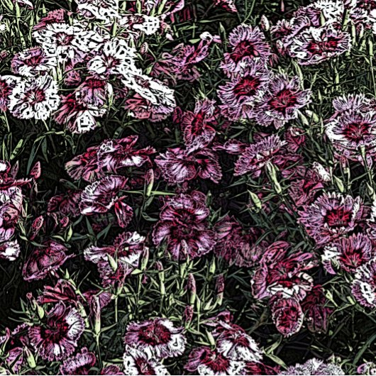 TOILE DIANTHUS