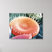 Diatom, une algue unicellulaire.