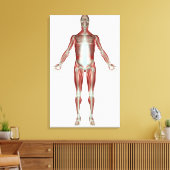 Toile Disposition de tous les muscles du corps humain (Insitu(Salon))