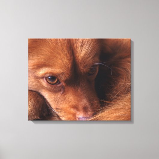 Toile dog (Recto)