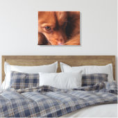 Toile dog (Insitu(Chambre))
