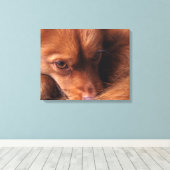 Toile dog (Insitu (Plancher de Bois))