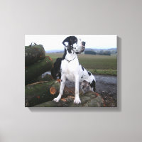 Dogge allemand, Great Dane, chiens, Dogue Allemand