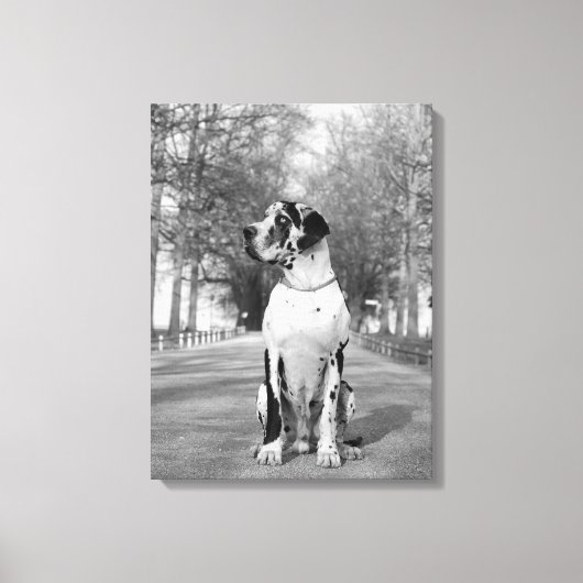 Toile Dogue allemand tacheté (Recto)