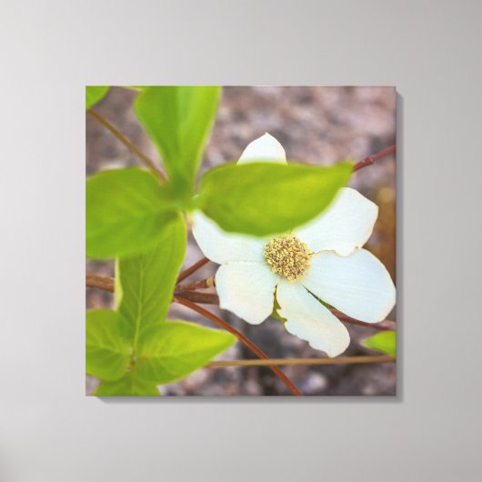 Toile Dogwood (Recto)