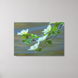 Toile Dogwoods du Pacifique