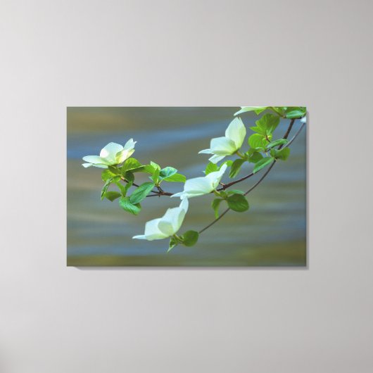 Toile Dogwoods du Pacifique (Recto)