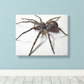 Toile Dolomedes tenebrosus - Araignée de pêche (Insitu (Plancher de Bois))
